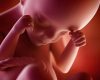 Inde :  le fœtus a « un droit fondamental à la vie » selon la Cour suprême