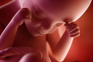 Les embryons humains ont-ils droit à la même protection que ceux d’animaux?