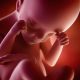 Inhumation des fœtus décédés avant 6 mois de grossesse