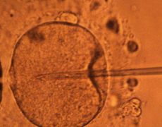 Peut-on parler en vérité d’embryons artificiels ?