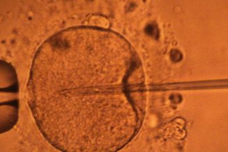 Les embryons sont capables d’échanger des informations entre eux