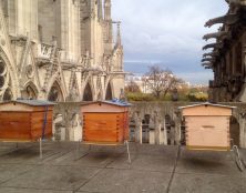Les quelque 200.000 abeilles des ruches de Notre-Dame ont survécu