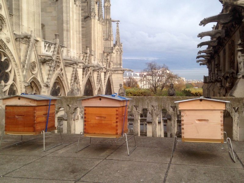 Les quelque 200.000 abeilles des ruches de Notre-Dame ont survécu