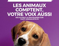 Les moutons ont voté pour leur chien