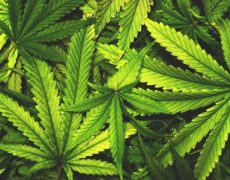 Vers la légalisation de la drogue