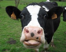 Chanson hommage aux agriculteurs français