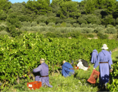 Abbaye du Barroux : la tradition au service des vocations