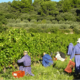 Abbaye du Barroux : la tradition au service des vocations