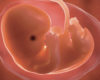 Un “code de bonnes pratiques” pour l’utilisation “d’embryons de synthèse”