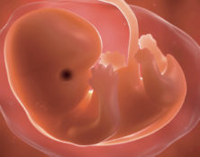 Bébés génétiquement modifiés, chimères, FIV à 3 parents… Le point sur la recherche sur l’embryon