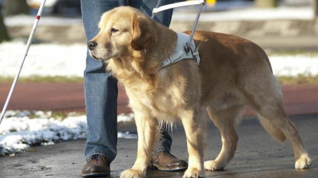 Chronique des cinglés : Est-il moral pour un aveugle d’avoir un chien-guide ?