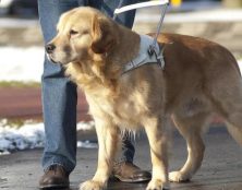 Chronique des cinglés : Est-il moral pour un aveugle d’avoir un chien-guide ?