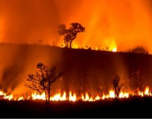 Et si les incendies en Australie étaient une conséquence de la dictature écologique et non du réchauffement climatique ?