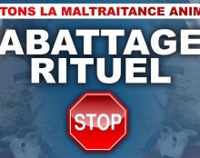 Discours sur le séparatisme islamiste : Macron évite lâchement le sujet de l’abattage rituel