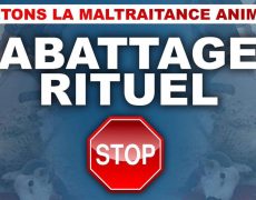 Discours sur le séparatisme islamiste : Macron évite lâchement le sujet de l’abattage rituel