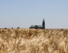 Cinquième dimanche après l’Épiphanie : parabole du bon grain et de l’ivraie