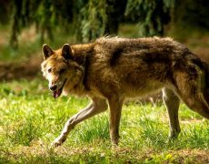 Il vaut mieux écraser un policier qu’un loup