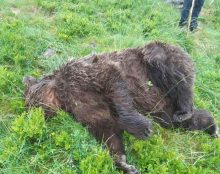 30 000 euros la peau de l’ours