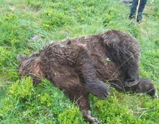 30 000 euros la peau de l’ours