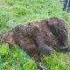 30 000 euros la peau de l’ours