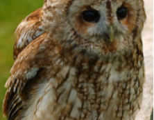 Il est chouette Hulot ?