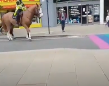 Les chevaux seraient homophobes