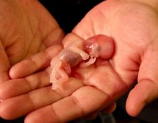 Les pro-vie qui ont dénoncé l’exploitation des bébés par l’industrie de l’avortement demandent au Congrès d’enquêter