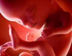 La médecine fœtale sort de l’état embryonnaire