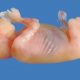 Voici un foetus de 14 semaines