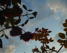 Toussaint et jour des défunts : Tous pour Un et Un pour tous