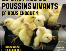 Le broyage de poussins vivants vous choque ? Et celle d’embryons vivants ?