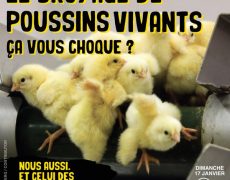 “Oserez-vous prétendre sérieusement que le broyage vivant des foetus n’est pas de la maltraitance ?”