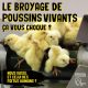 Le broyage de poussins vivants vous choque ? Et celle d’embryons vivants ?