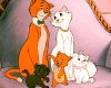 Même les chats sont musulmans !
