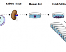 Utilisation des lignées cellulaires issues de fœtus avortés dans le cadre du développement de vaccins contre la Covid-19