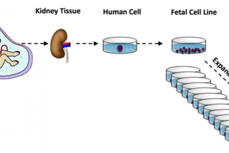 Utilisation des lignées cellulaires issues de fœtus avortés dans le cadre du développement de vaccins contre la Covid-19