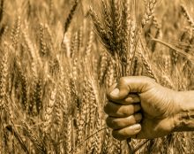 On ne peut plus parler d’indépendance alimentaire de la France