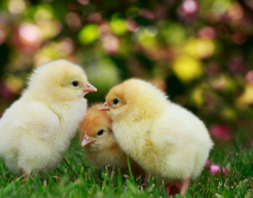 En France, les poussins sont mieux protégés que les enfants à naître
