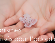 L’Etat veut supprimer les Organismes autorisés pour l’adoption