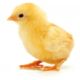 En France, les poussins sont mieux protégés que les enfants à naître
