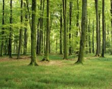 Terrorisme environnemental