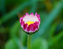 6 vertus à faire fleurir pour Pâques