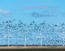 Les éoliennes tuent 1 million d’oiseaux par an aux Etats-Unis