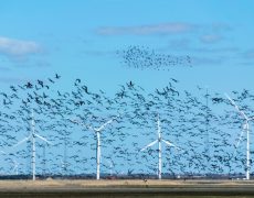 Les éoliennes tuent 1 million d’oiseaux par an aux Etats-Unis
