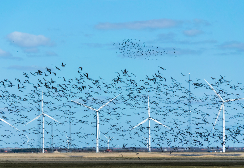 Les éoliennes tuent 1 million d’oiseaux par an aux Etats-Unis