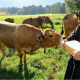 Achetons 500kg de fromage pour aider des moines bâtisseurs