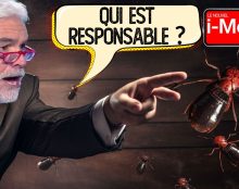 I-Média : Mondialisation, tiers-mondisation, ce qu’on vous cache sur les punaises de lit