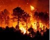Paroles de Forestier