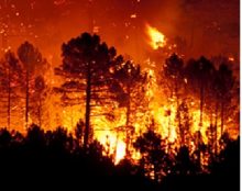 Paroles de Forestier