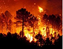 Paroles de Forestier